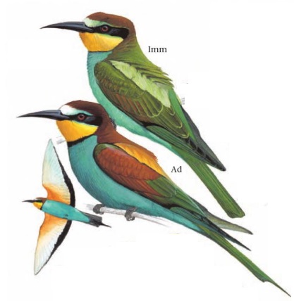 European Bee-eater.jpg