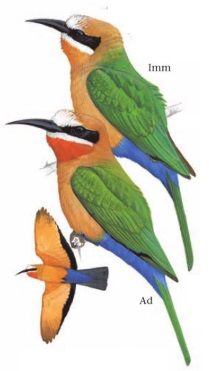 White-fronted Bee-eater Merops bullockoides.jpg