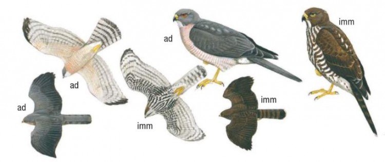 Shikra.jpg