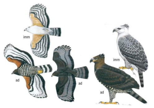 african eagle species