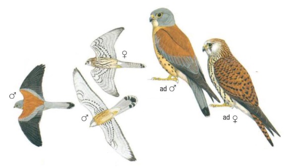 Lesser Kestrel Falco naumanni.jpg