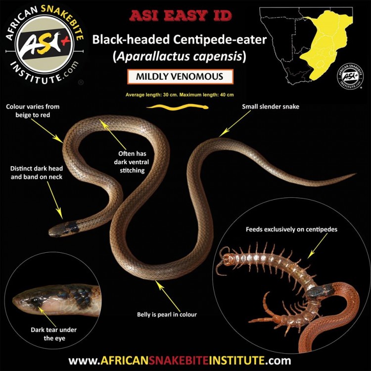 Black-Headed Centipede-Eater Aparallactus capensis.jpg