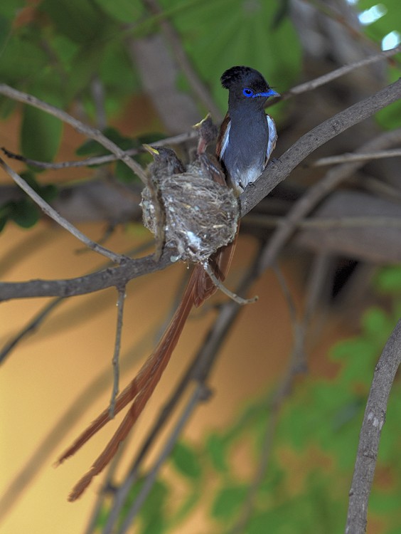 Paradise Flycatcher Nest.jpg