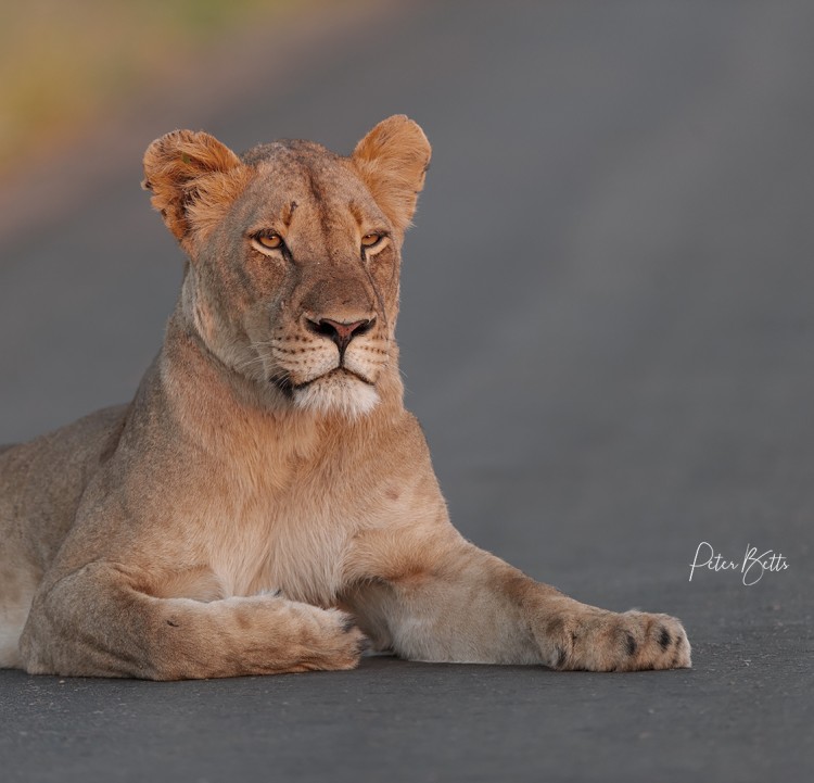 Boyela Sunrise Lioness 2.jpg