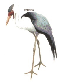 Wattled Crane.jpg