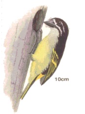 Yellow-rumped Tinkerbird.jpg