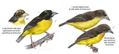 Dark-backed Weaver.jpg