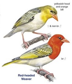 Red-headed Weaver Anaplectes rubriceps.jpg