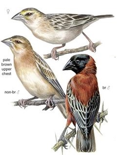Chestnut Weaver Ploceus rubiginosus.jpg