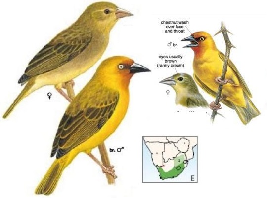 Ploceus capensis.jpg
