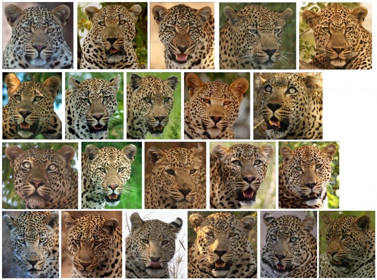 Male leopards.jpg