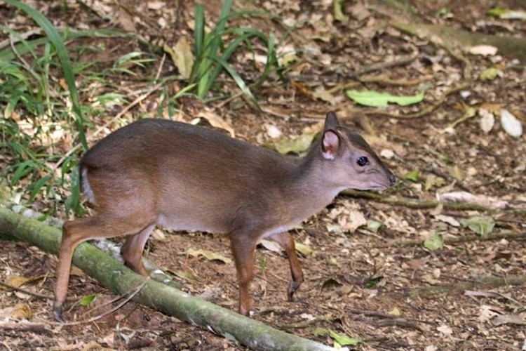 blue duiker dlinza feb 2012 - k.jpg