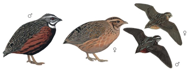 Coturnix delegorguei.jpg