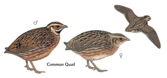 Common Quail.jpg