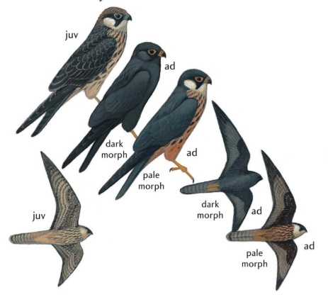 Falco eleonorae.jpg