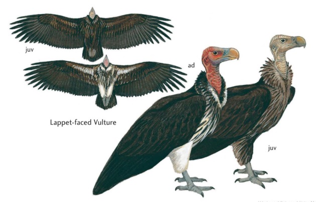 Lappet-faced Vulture.jpg