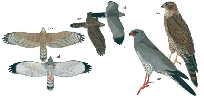 Dark Chanting Goshawk Melierax metabates.jpg