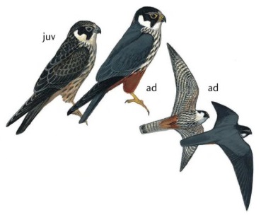 Eurasian Hobby.jpg