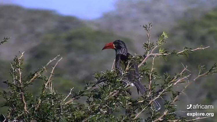 crowned hornbill.jpg