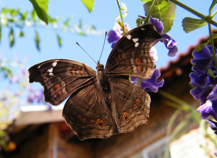 Africa Wild Insect Book: Butterflies (Lepidoptera) - Page 4