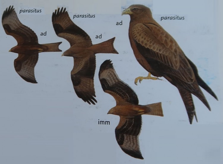 Yellow-billed Kite.jpg