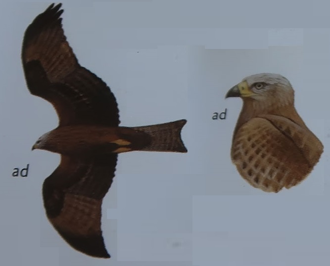 Black Kite.jpg