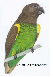 Poicephalus meyeri damarensis.jpg