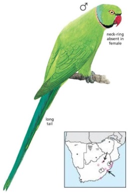 Rose-ringed Parakeet Psittacula krameri.jpg