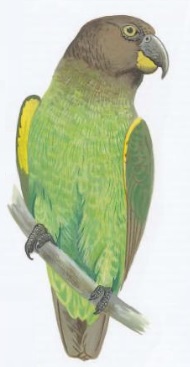 Brown-headed Parrot.jpg