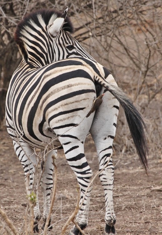 1. zebra.jpg