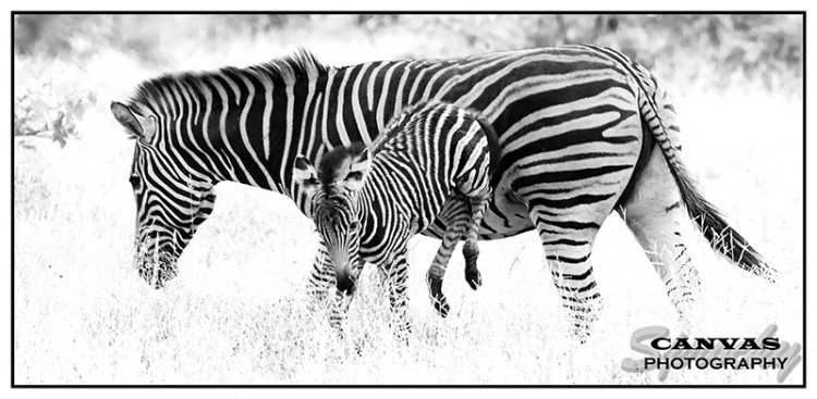 5. zebra.jpg