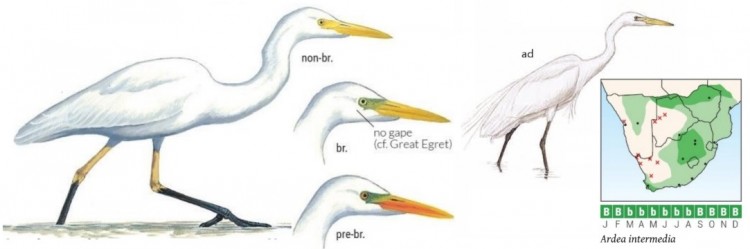 Intermediate Egret.jpg