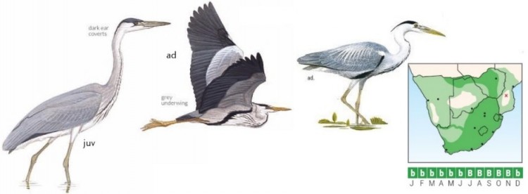 Grey Heron.jpg