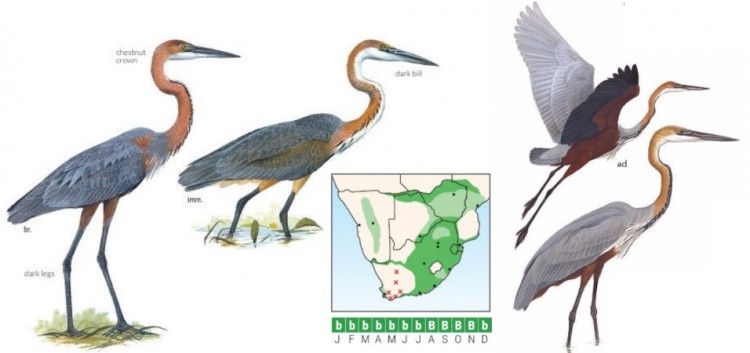 Goliath Heron.jpg