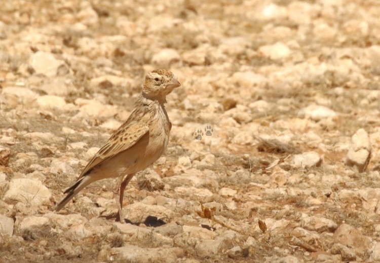 Fawn Coloured Lark ???