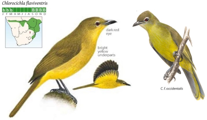 Yellow-bellied Greenbul.jpg