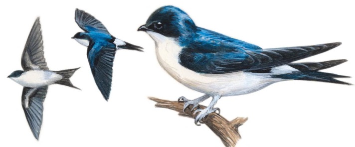 Common House Martin.jpg