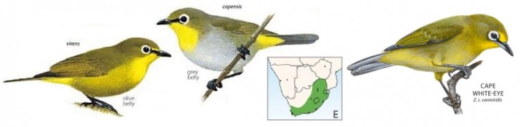 Cape White-eye.jpg