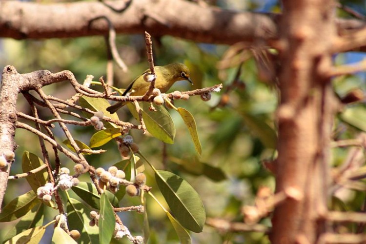 Ficus ingens.jpg