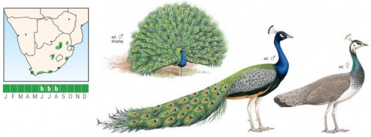 Indian Peafowl Pavo cristatus.jpg