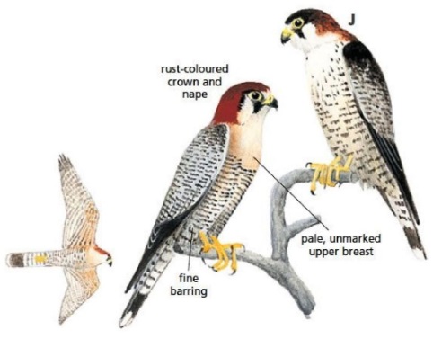 Red-necked Falcon.jpg