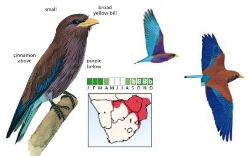 Broad-billed Roller Eurystomus glaucurus.jpg