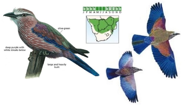 Purple Roller Coracias naevius.jpg