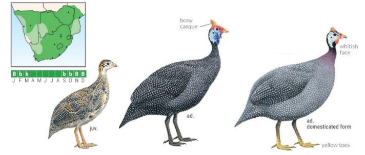 Helmeted Guinea-fowl - SANBI