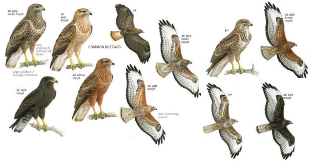 Common Buzzard.jpg