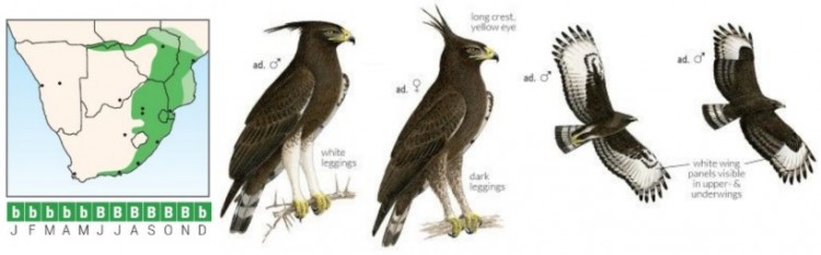 Long-crested Eagle.jpg