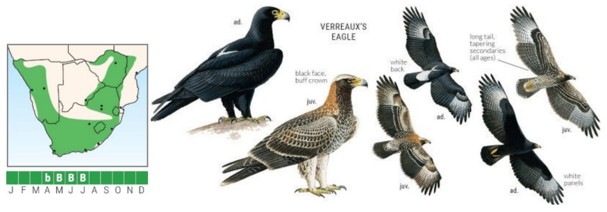 Verreauxs' Eagle, The African Bird of Prey Sanctuary