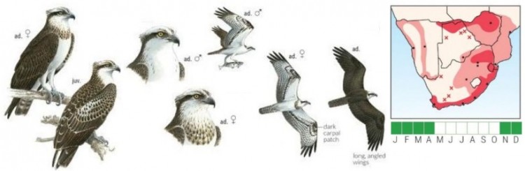 Western Osprey.jpg