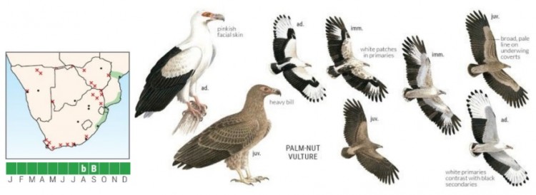 Palm-nut Vulture.jpg