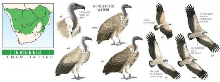 White-backed Vulture.jpg